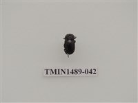 藏品(姬扁鍬形蟲)的圖片